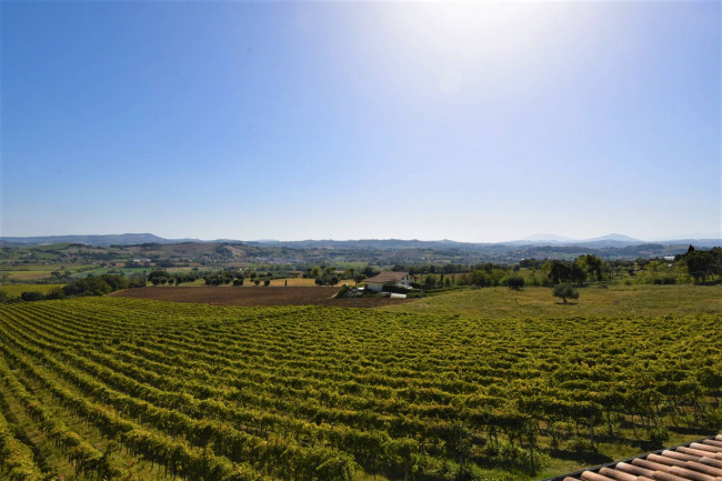 Azienda Agricola in vendita a Rapagnano