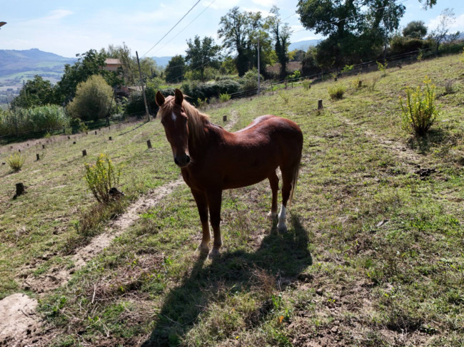 Casale in vendita a Penna San Giovanni