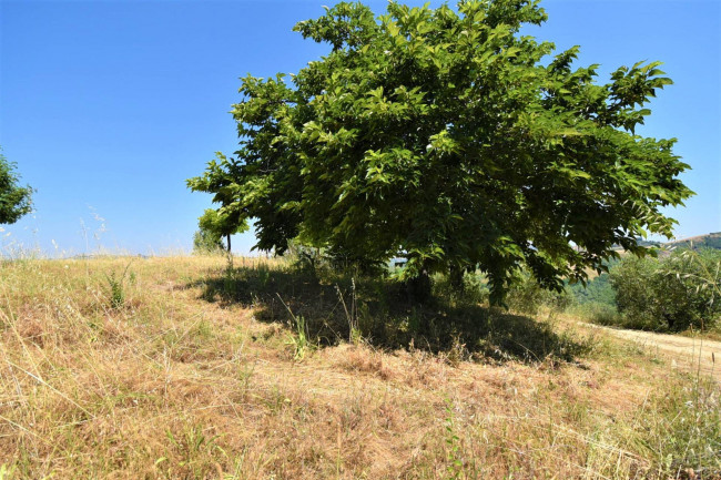 Casa colonica in vendita a Ripatransone