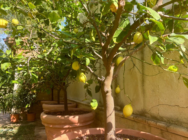 Villa in vendita a Montelupone