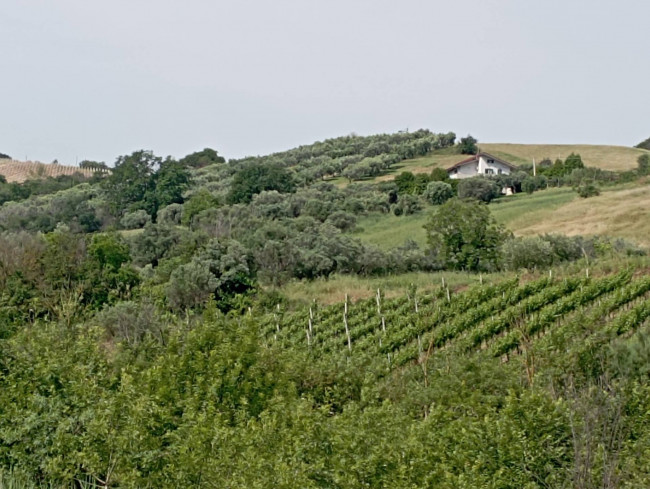 Terreno Agricolo in Vendita a Ancarano