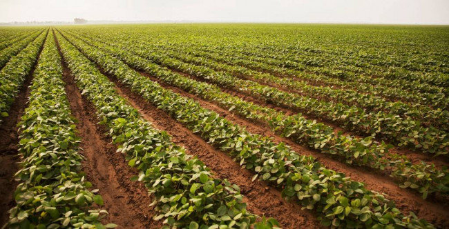 Terreno Agricolo in Vendita a Turriaco