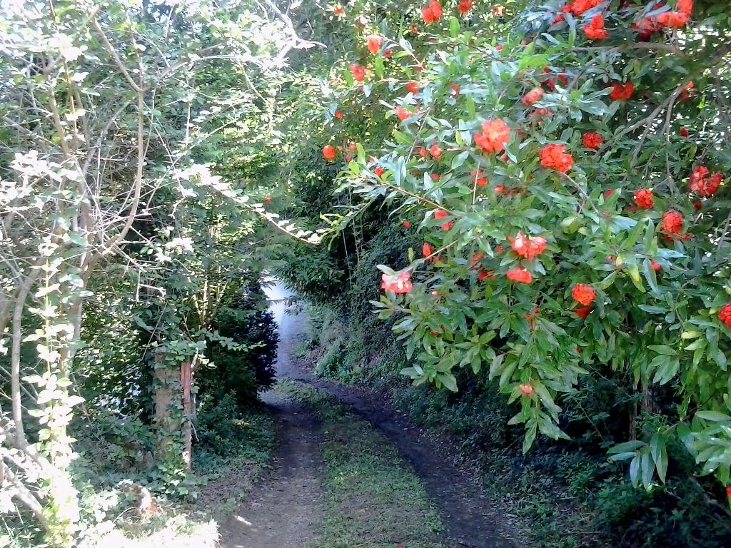 Rustico - Cascina VOLTERRA vendita    Lombardi Real Estate - Brera