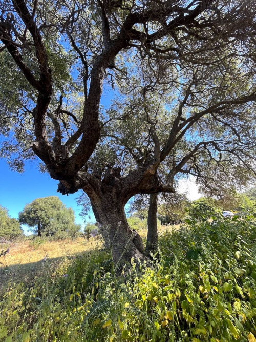 Rustico in vendita a Trinità D'agultu E Vignola (SS)