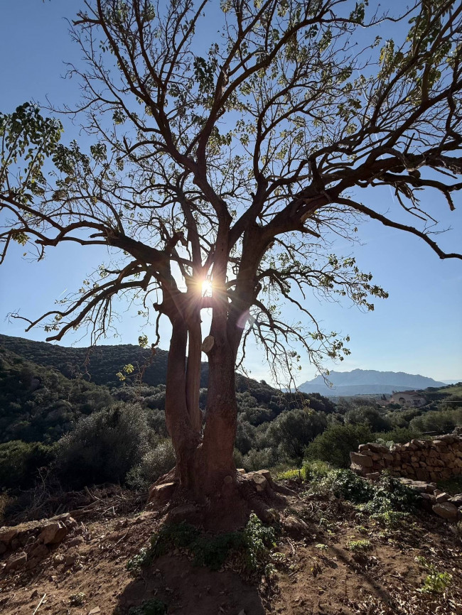 Rustico in vendita a Viddalba
