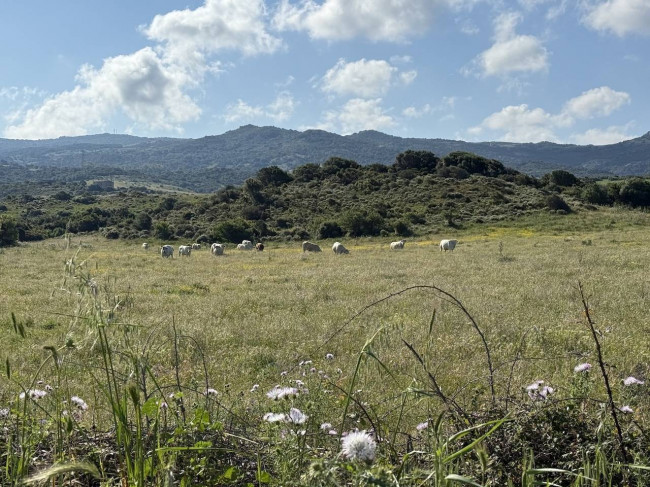 Stazzo Gallurese in vendita a Aglientu
