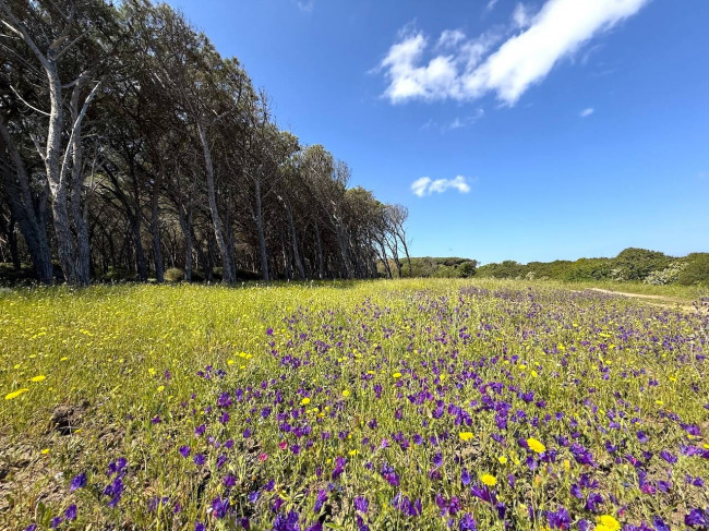 villa singola con terreno in vendita a Trinità d'Agultu e Vignola