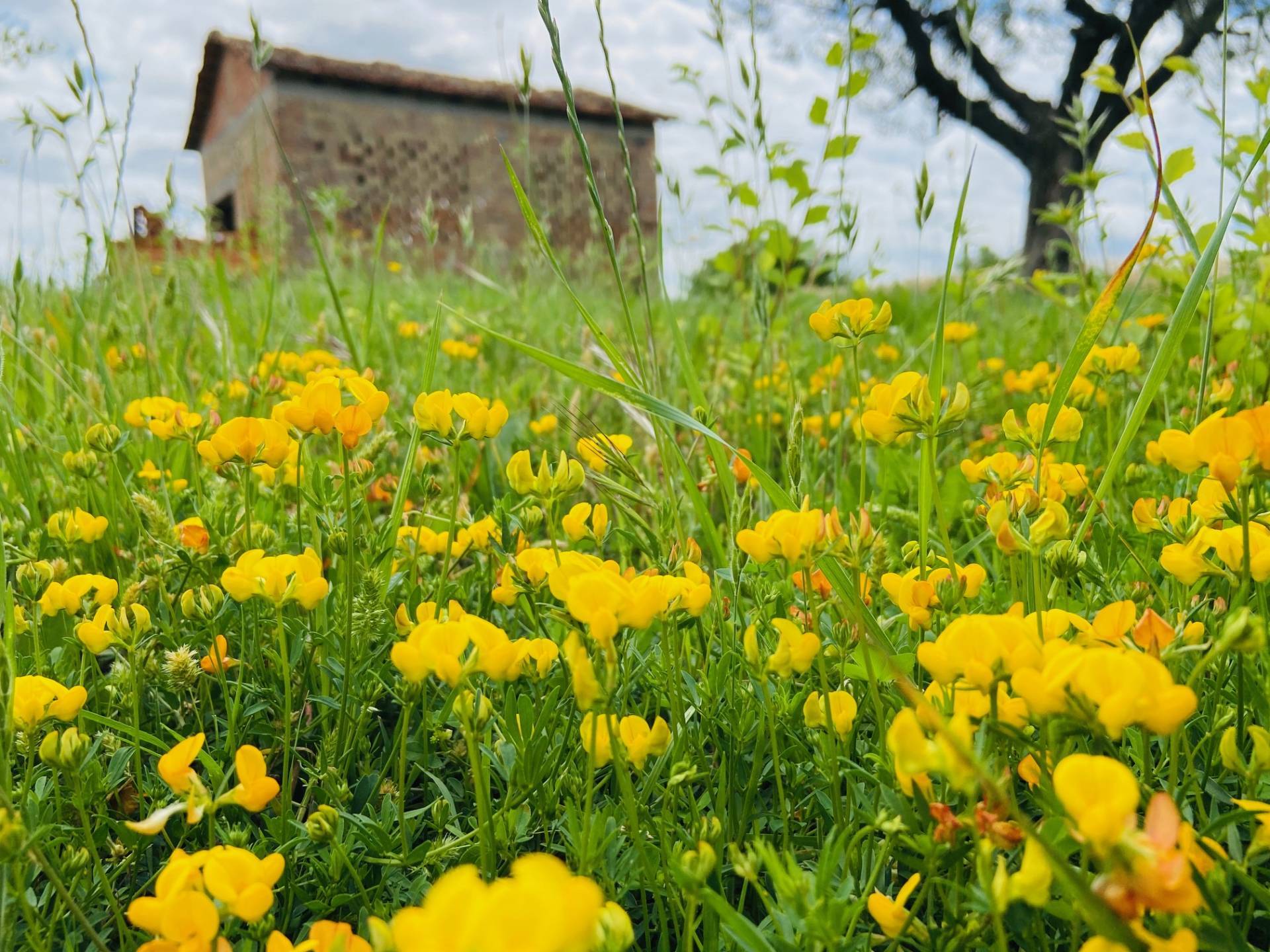 Rustico - Cascina BELVEDERE OSTRENSE vendita    Anima Casa servizi immobiliari