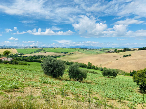 Rustico in vendita a Belvedere Ostrense (AN)