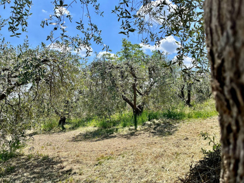 Terreno Agricolo in Vendita a Monte San Pietrangeli