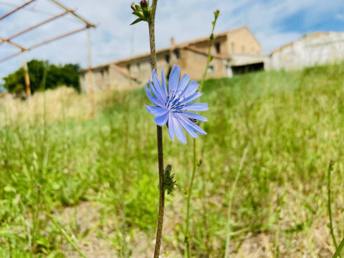 Casolare in Vendita a Belvedere Ostrense