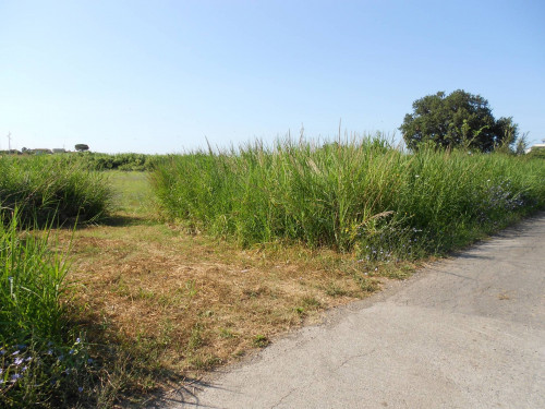 Terreno agricolo in vendita a Cerveteri (RM)