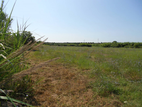 Terreno agricolo in vendita a Cerveteri (RM)