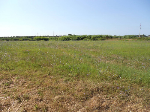 Terreno agricolo in vendita a Cerveteri (RM)