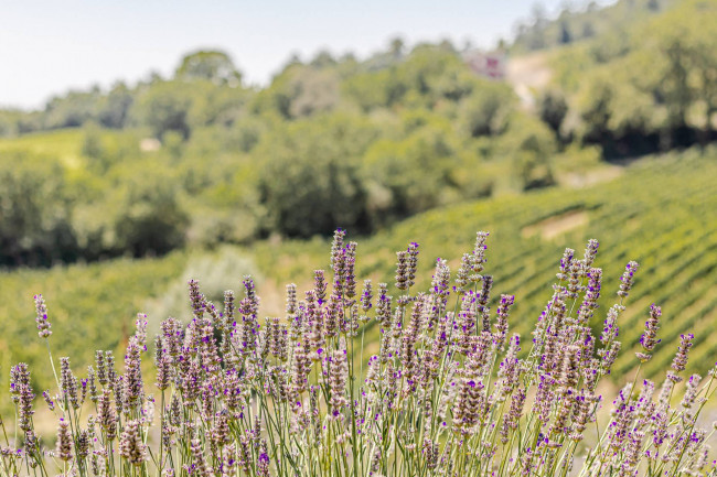 Villa in vendita a Montecatini Val di Cecina