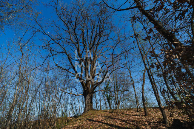 Rustico in vendita a Refrontolo