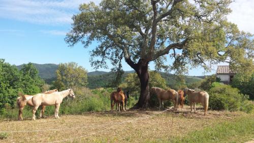 Azienda Agricola in vendita a Gavorrano