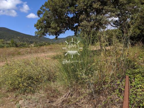 Terreno Agricolo in vendita a Castiglione della Pescaia