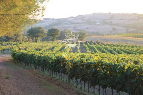 Azienda Agricola in vendita a Scansano