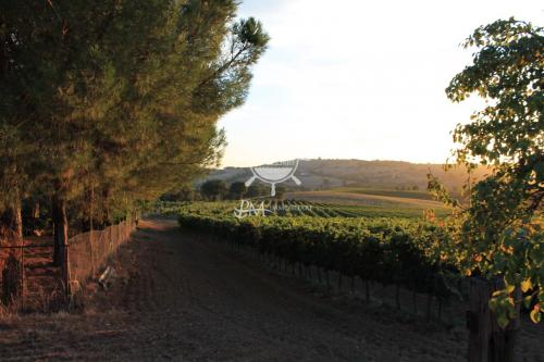 Azienda Agricola in vendita a Scansano