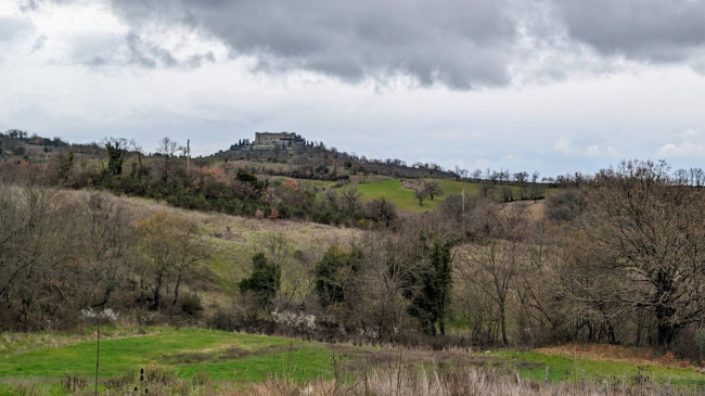 Rustico in vendita a Scansano