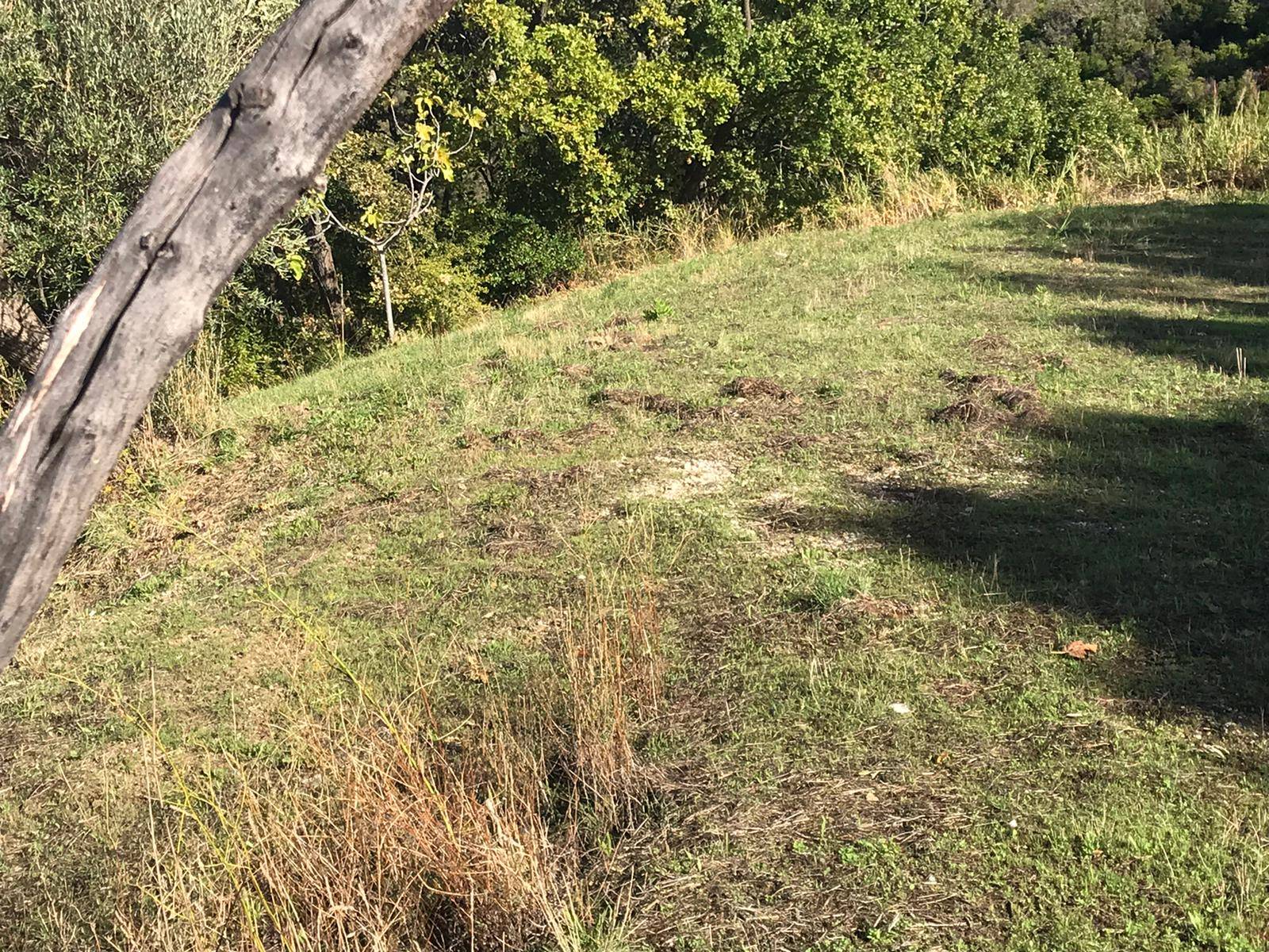 Terreno agricolo in vendita a Cicerale (SA)