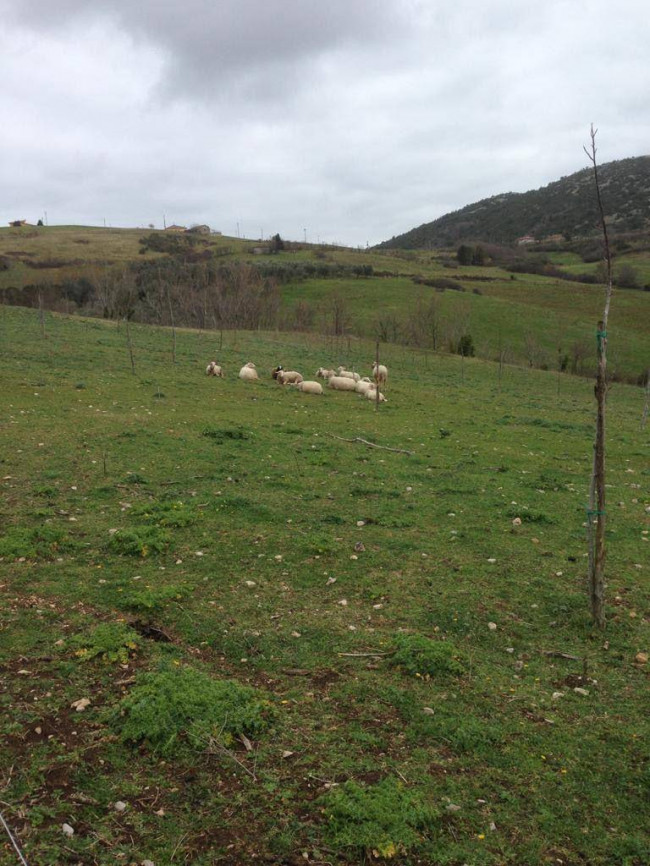 Terreno agricolo in vendita a Capaccio Paestum (SA)