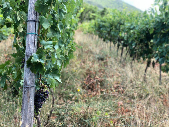 Terreno agricolo in vendita a Capaccio Paestum (SA)