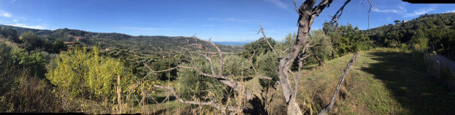 Terreno agricolo in vendita a Cicerale (SA)