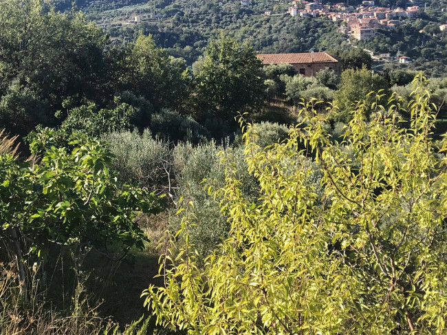 Terreno agricolo in vendita a Cicerale (SA)