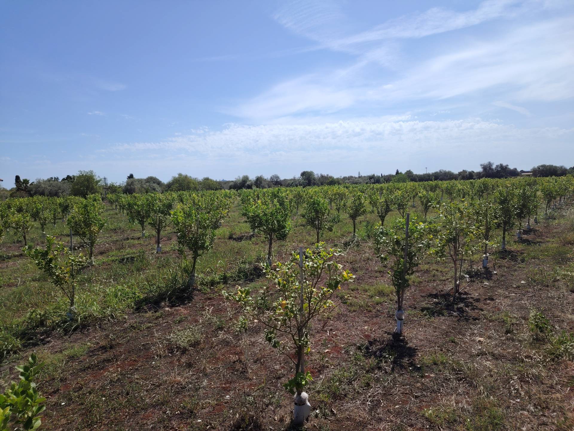 Azienda agricola in vendita a Floridia (SR)