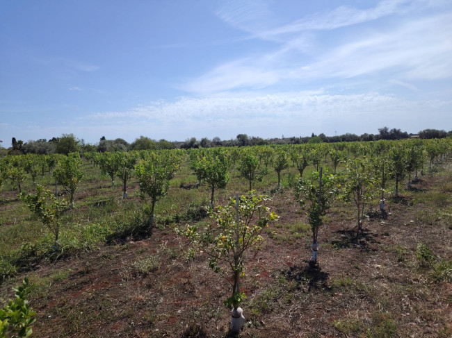 Azienda agricola in vendita a Floridia (SR)