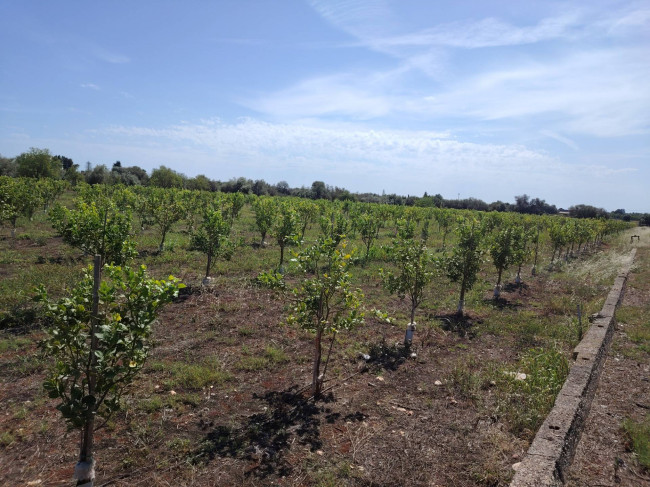 Azienda agricola in vendita a Floridia (SR)