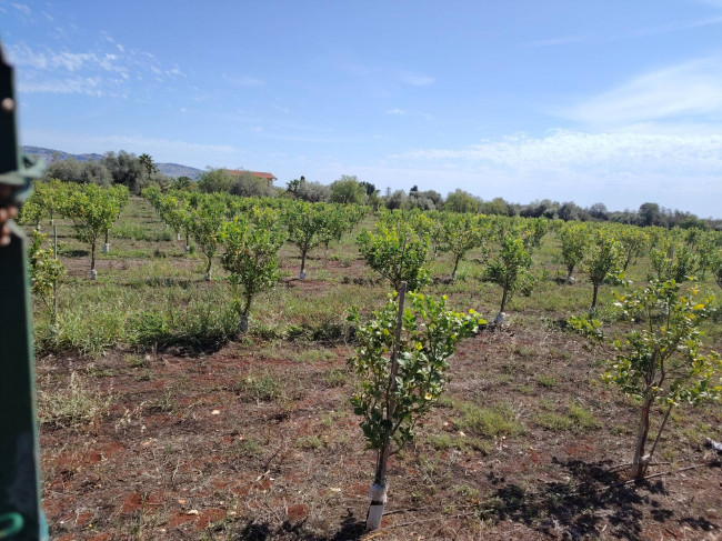 Azienda agricola in vendita a Floridia (SR)