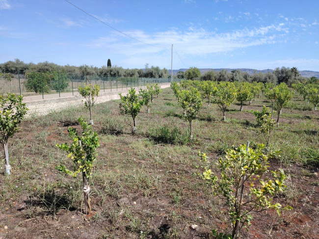 Azienda agricola in vendita a Floridia (SR)