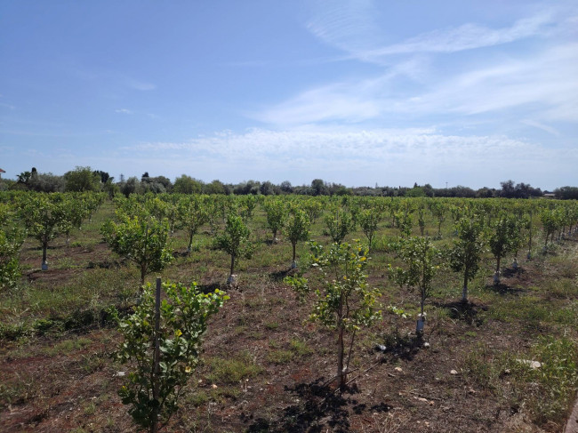 Azienda agricola in vendita a Floridia (SR)