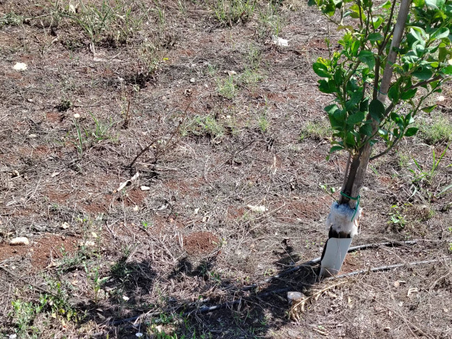 Azienda agricola in vendita a Floridia (SR)