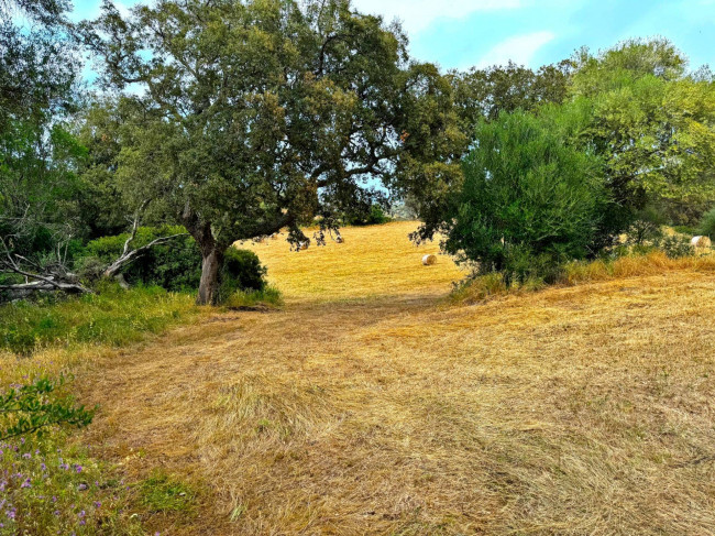 TERRENO LOCALITA' S. MARCO in vendita a Luogosanto