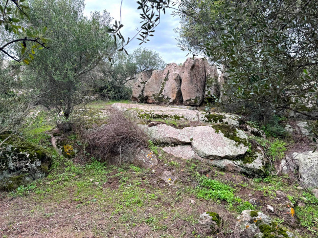 Terreno agricolo in vendita a Luogosanto (SS)