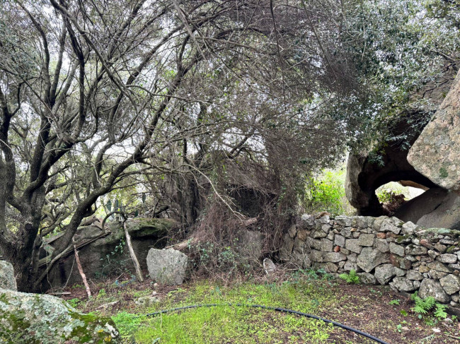 Terreno agricolo in vendita a Luogosanto (SS)