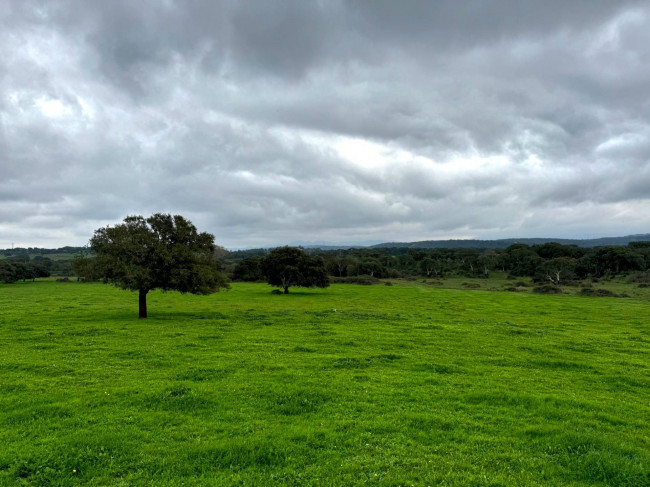 Terreno agricolo in vendita a Tempio Pausania (SS)