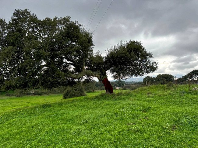 Terreno agricolo in vendita a Tempio Pausania (SS)