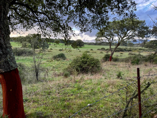 Terreno agricolo in vendita a Tempio Pausania (SS)