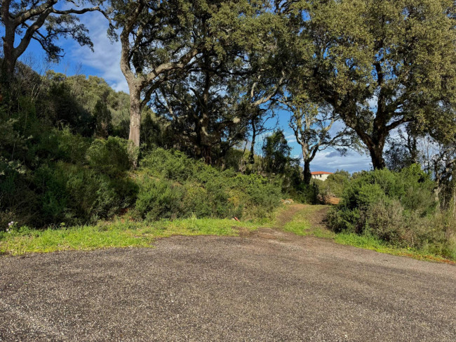 TERRENO EDIFICABILE ZONA RESIDENZIALE LUOGOSANTO in vendita a Luogosanto