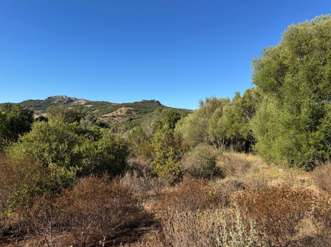 Terreno Agricolo in vendita a Arzachena