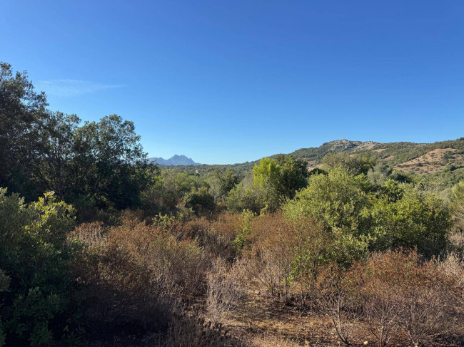 Terreno Agricolo in vendita a Arzachena