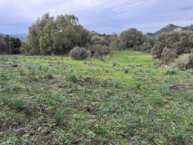 OCCASIONE TERRENO EDIFICABILE in vendita a Luogosanto