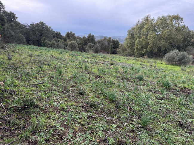 OCCASIONE TERRENO EDIFICABILE in vendita a Luogosanto