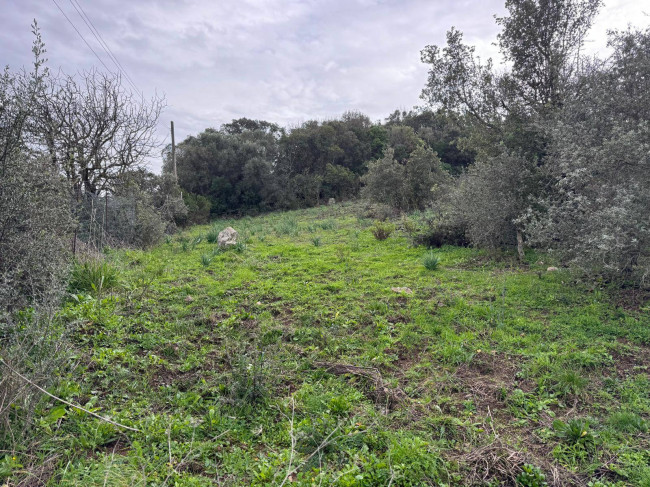 OCCASIONE TERRENO EDIFICABILE in vendita a Luogosanto