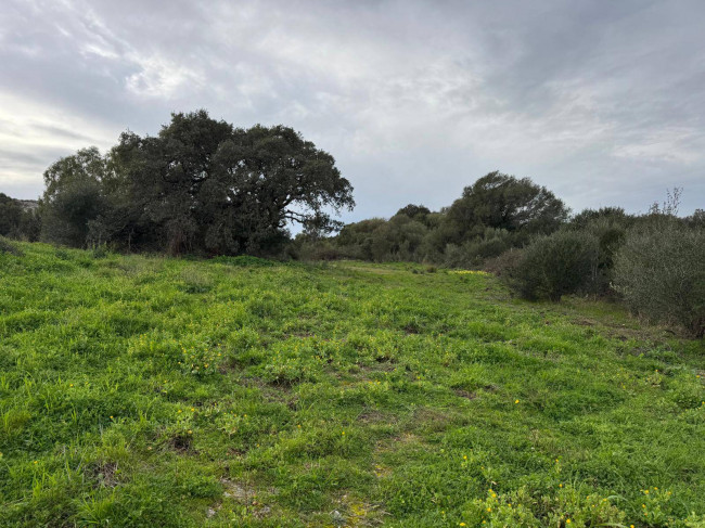 OCCASIONE TERRENO EDIFICABILE in vendita a Luogosanto
